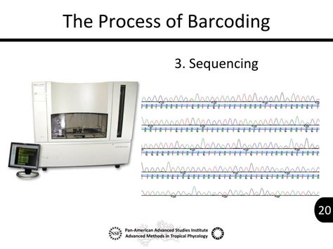 PPT - DNA Barcoding PowerPoint Presentation, free download - ID:620909