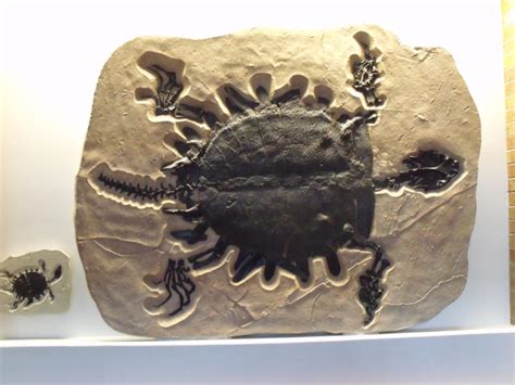 Prehistoric Turtle by DemitriVladMaximov on DeviantArt