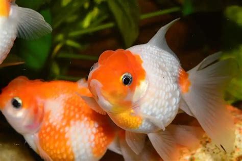 Think Your Goldfish Might Be Pregnant? Here Is How You Find Out