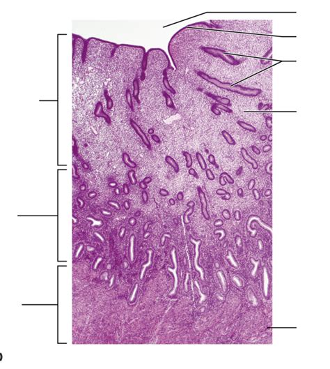 Endometrium Layers Diagram | Quizlet