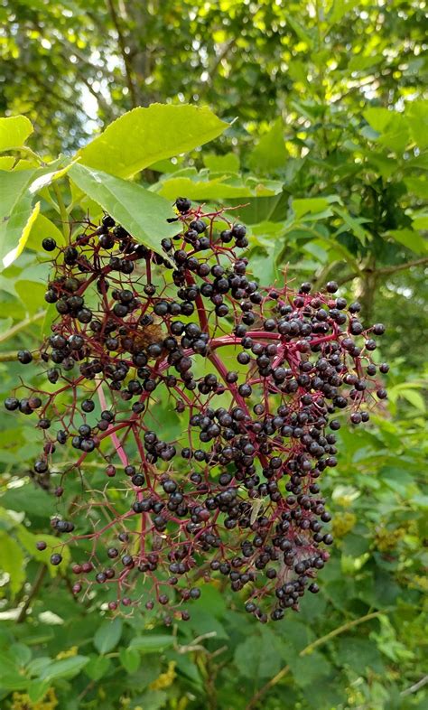 Sambucus canadensis - Trees and Shrubs Online