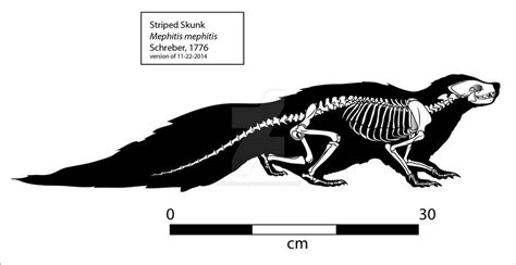 Striped Skunk (Mephitis mephitis) Skeleton by Franz-Josef73 on DeviantArt