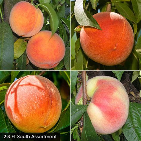 Peach Fruit Tree Assortment | Gurney's Seed & Nursery Co.