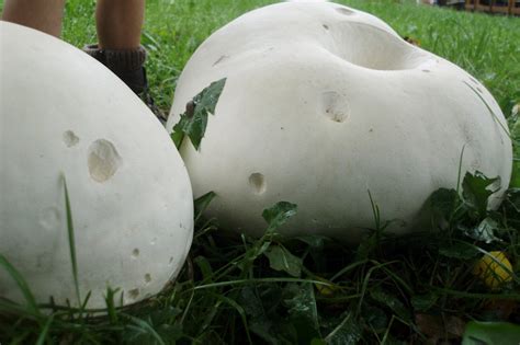 Calvatia Gigantea