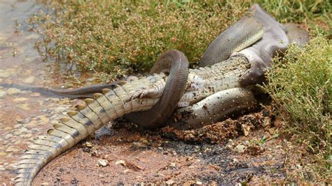 Giant snake swallows crocodile after epic five-hour battle | Geekquinox ...