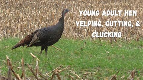 Wild Hen Turkey sounds (Yelping, Cutting & Clucking) - YouTube