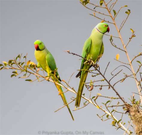 Meet the beautiful Mithu parrot and share my memories with pictures of Indian parrots – Late Daily