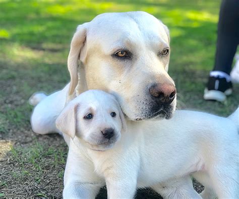 White Labrador Puppies for Sale - My Lab Puppies