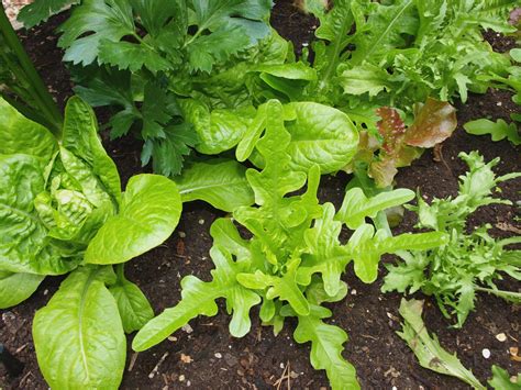 Mark's Veg Plot: What's in my garden right now?