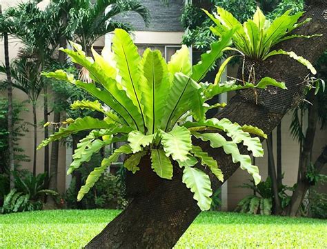 Bird's Nest Fern Guide: How to Grow & Care for “Asplenium Nidus ...