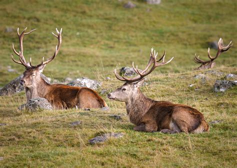 McNairn Photography - Scottish Highland Wildlife Park