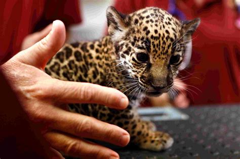 Jaguar Cubs born at the Memphis Zoo