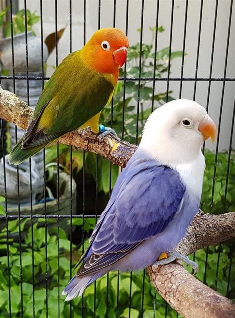 blue color mutation on lovebird — Steemit | Uccelli multicolore ...