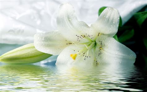 Lily Flower Images With Name / Flora of India: State Flowers of India ...