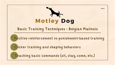 Training Your Belgian Malinois: Ultimate Guide | Motley Dog