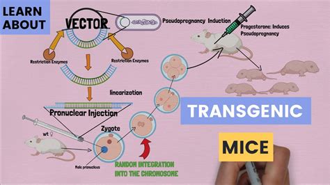 The Basics of Transgenic Mice: Pronuclear Injection - How It Work and ...