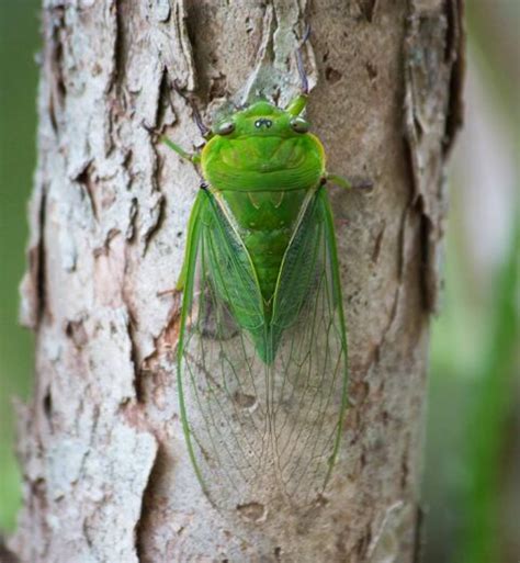 Australian Cicada Sounds | Wild Ambience Nature Sounds