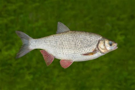 312 Ide Fish Stock Photos - Free & Royalty-Free Stock Photos from Dreamstime