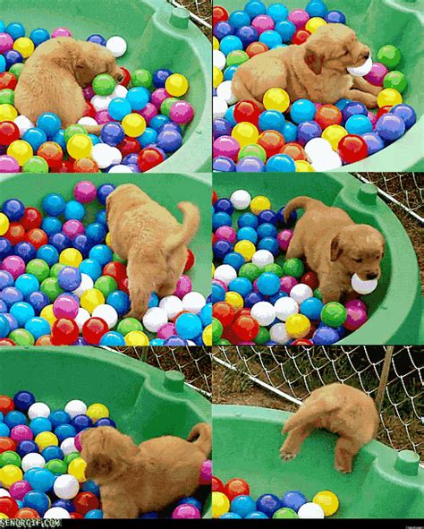 Puppies In A Ball Pool: Cute/Ridiculous Animal Thing Of The Day (GIF)