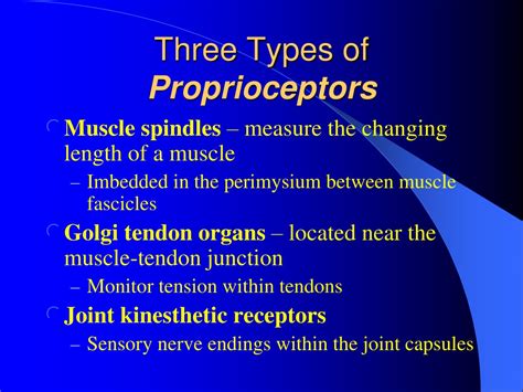 PPT - The Autonomic Nervous System PowerPoint Presentation - ID:9572904