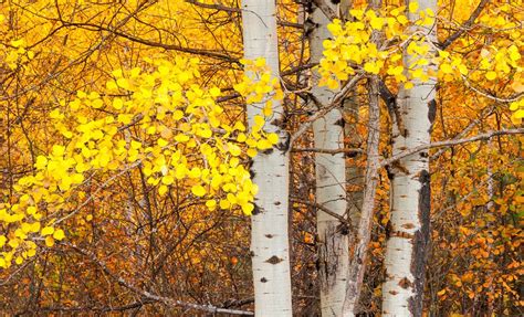 Aspen Tree Wallpaper (54+ images)