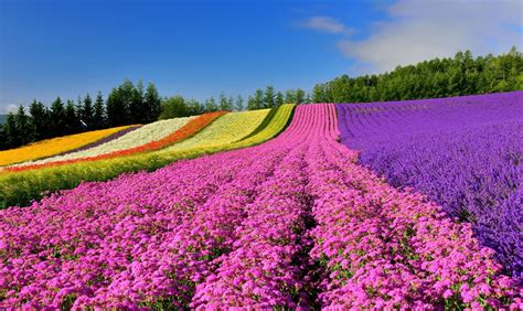 8 Must-See Flower Spots in Hokkaido | Flower field, Hokkaido, Japan