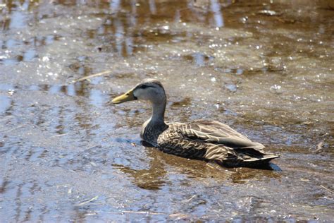 eBird Checklist - 12 Apr 2022 - Celery Fields-Raymond Rd Gazebo ...