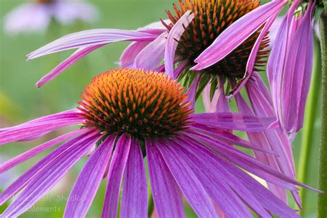 Mish’s Garden: Purple Prairie Coneflowers – Working With Helicon Focus – MishMoments