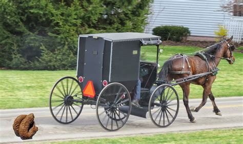 True News USA: Scheduled Amish Horse & Buggy Races on Hold Due to Horse ...