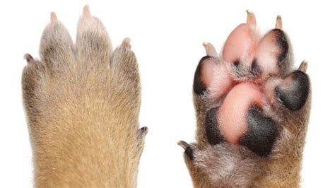 Dogs Swollen Paws - Swollen Paws in Dogs Treatments | PetMD
