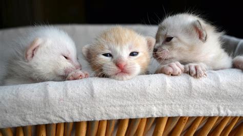 When Do Kittens Open Their Eyes? – Forbes Advisor