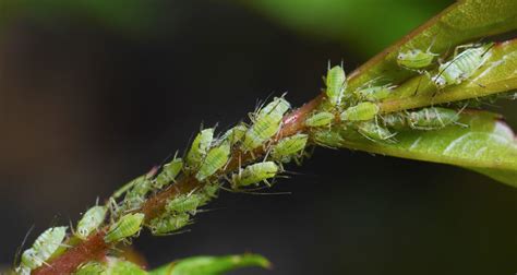 22 Ways To Combat Garden Pests Naturally - Farmers' Almanac