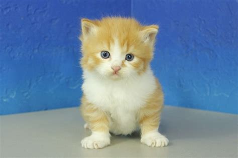 Teacup Munchkin Cat For Sale - TOLHAQ