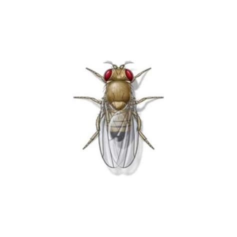 Fruit Fly Identification & Behavior - Fruit Fly Control