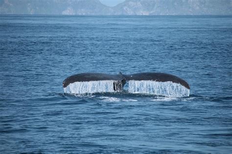 Tripadvisor | "Whale paradise * Zamami Island" observation d'une baleine d'une demi-journée ...