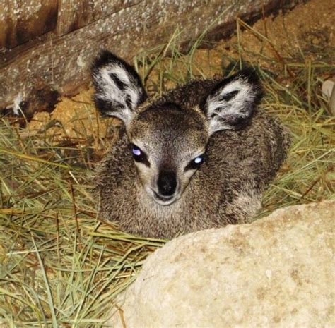 Baby Klipspringer at Florida Zoo - Animal Fact Guide