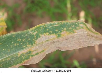 2,689 Maize Diseases Images, Stock Photos, 3D objects, & Vectors ...