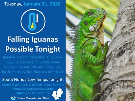 Why Do Iguanas Drop From Trees When It's Cold in Florida? - Geography Realm