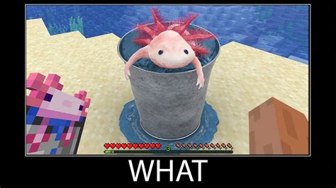 Minecraft wait what meme part 89 realistic minecraft axolotl bucket ...