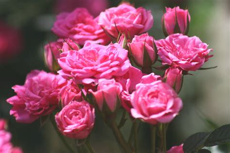 Pruning the Different Types of Roses