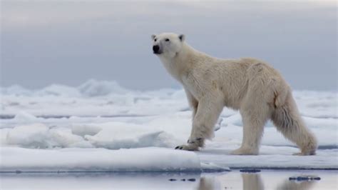 The Best Of Polar Bears | BBC Earth - YouTube