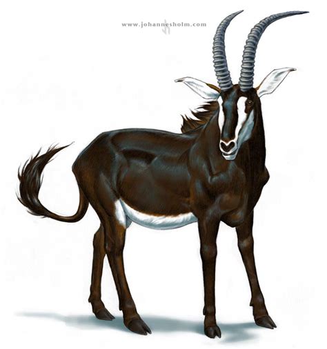 sable antelope by priapos78 on DeviantArt