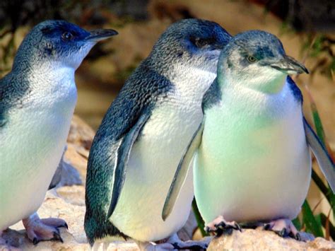 Little Penguins. Smallest breed in the world. Taken at Rockingham, Penquin Island. Perth WA