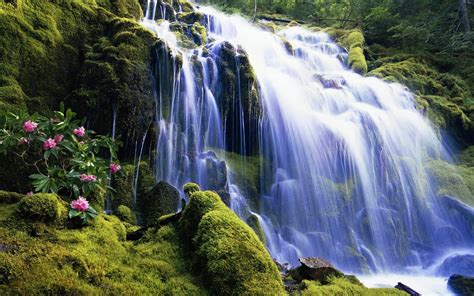 Download Forest Moss Flower Tree Nature Waterfall HD Wallpaper