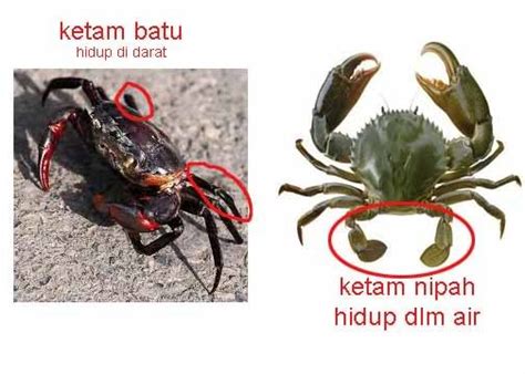 Chooyaya Secret Garden : Beza Ketam Nipah Dan Ketam Batu