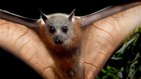 Why bats are one of Australia's most important endangered species