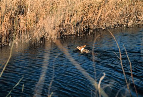 Red wolf swimming a canal | USFWS, 2002 | Red Wolf | Flickr