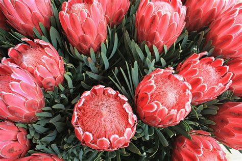 Pink Protea Flowers Free Stock Photo - Public Domain Pictures