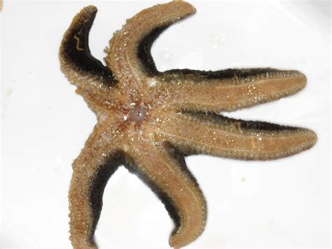 Identification of sea star species from Kerguelen? | ResearchGate