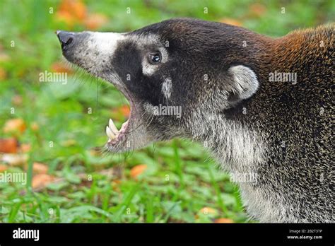 Coatimundi Teeth